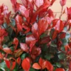 Photinia Fraseri 'Little Red Robin' Ball 5 Litre