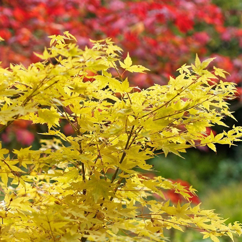 Acer Palmatum 'Bihoo' 14 Litre 1 Acer Palmatum 'Bihoo' 14 Litre
