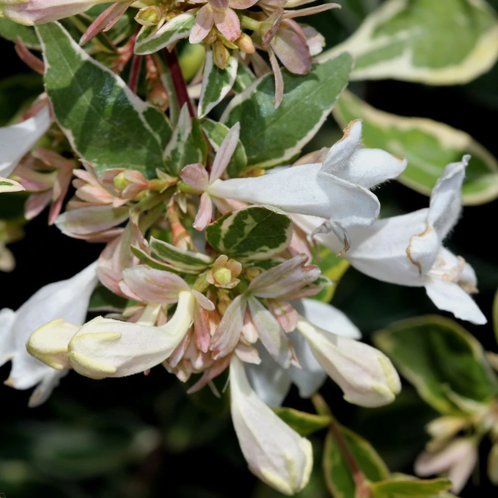 Abelia X Grandiflora 'Sparkling Silver' 2.5 Litre 1 Abelia X Grandiflora 'Sparkling Silver' 2.5 Litre