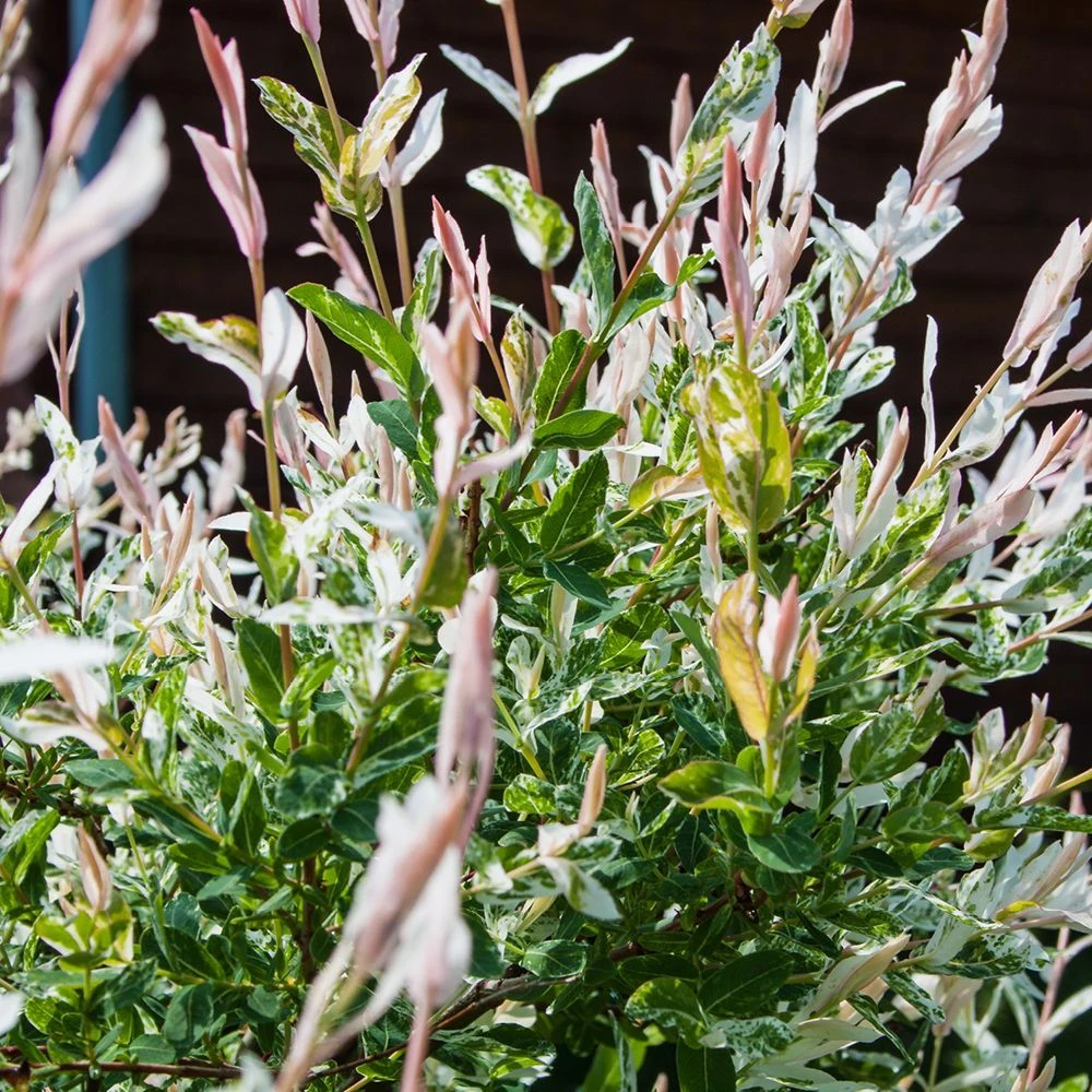 Salix Integra 'Hakuro-nishiki' Standard 3 Litre 1 Salix Integra 'Hakuro-nishiki' Standard 3 Litre