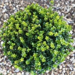 Holly - Ilex Crenata 'Green Hedger' 10 Litre -Greeny Sales 1020961720 20Green20Hedger2010L top