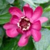 Calycanthus 'Aphrodite' 4 Litre