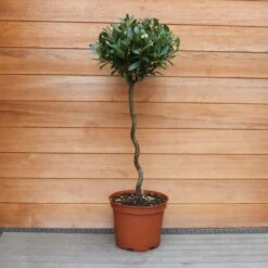 Laurus Nobilis (Bay Tree) 1/2 Standard Spiral Stem