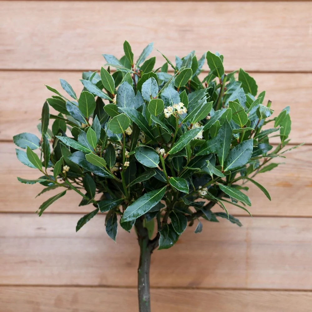 Laurus Nobilis (Bay Tree) 1/2 Standard Spiral Stem 2 Laurus Nobilis (Bay Tree) 1/2 Standard Spiral Stem - Image 2