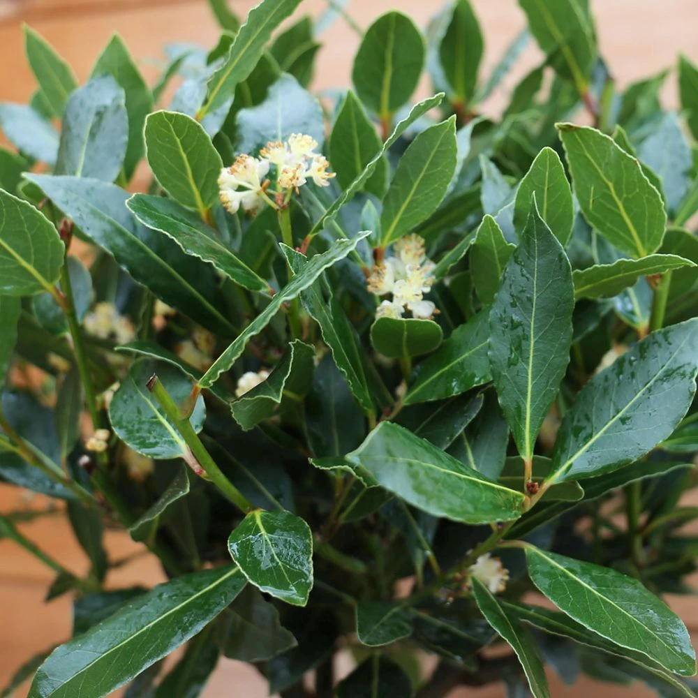 Laurus Nobilis (Bay Tree) 1/2 Standard Spiral Stem 3 Laurus Nobilis (Bay Tree) 1/2 Standard Spiral Stem - Image 3