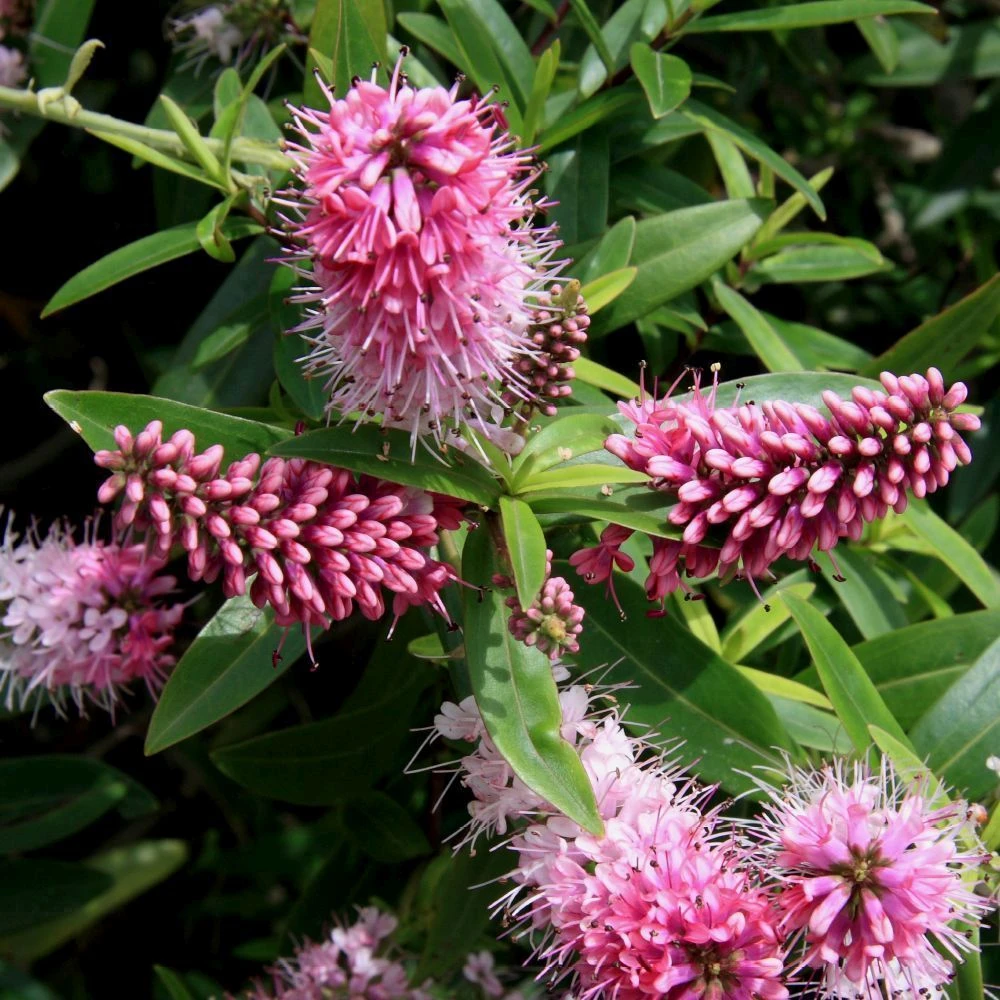 Hebe Green 7.5 Litre 1 Hebe Green 7.5 Litre