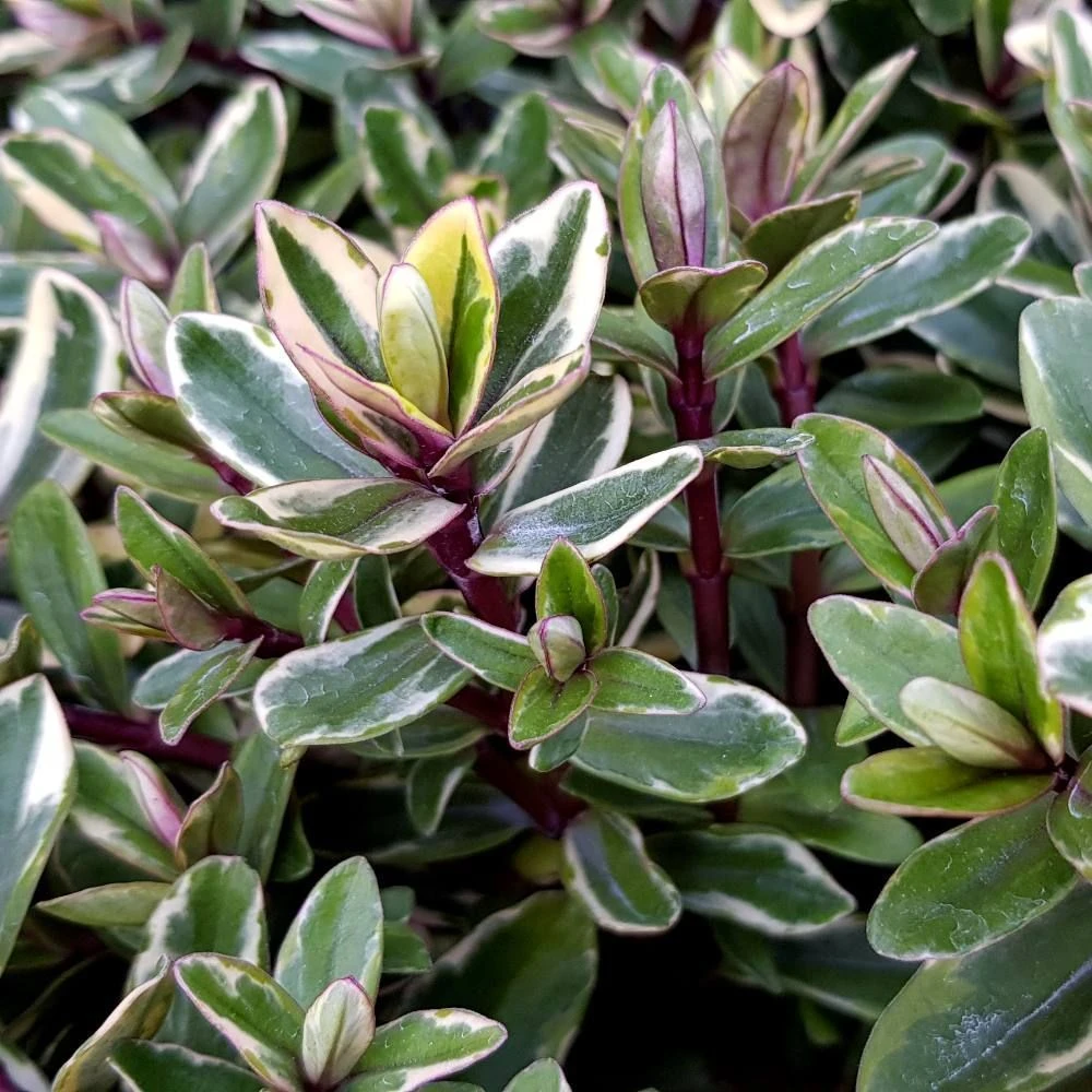 Hebe Tricolour 5 Litre 1 Hebe Tricolour 5 Litre