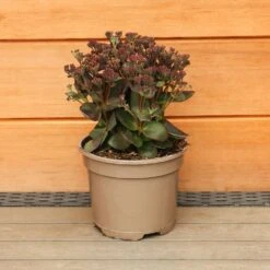 Sedum Telephium 'Conga Line' 2 Litre 5 Sedum Telephium 'Conga Line' 2 Litre -Greeny Sales 1023274020 20Sedum20Conga20Line 501980101665 IMG 7895