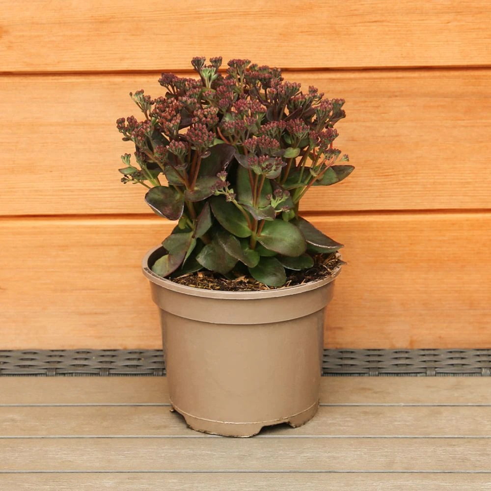 Sedum Telephium 'Conga Line' 2 Litre 3 Sedum Telephium 'Conga Line' 2 Litre - Image 3