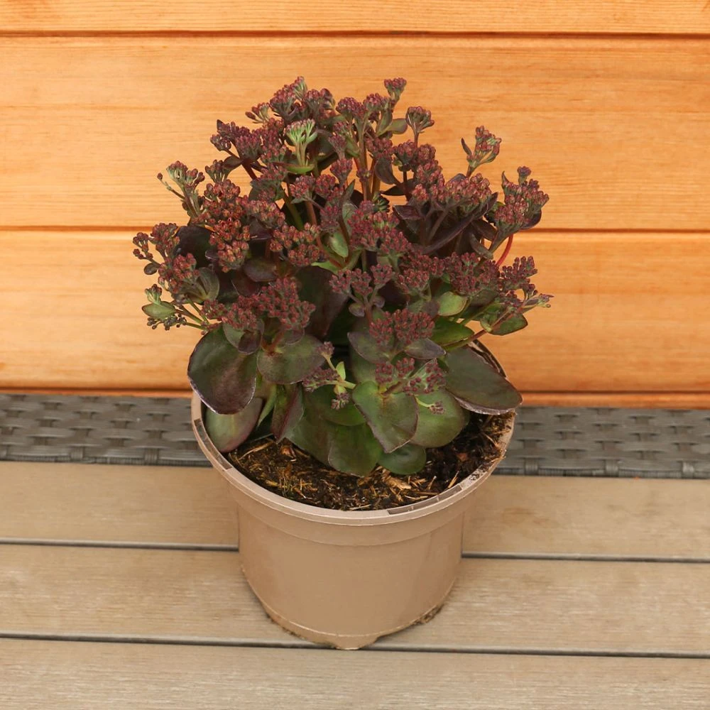 Sedum Telephium 'Conga Line' 2 Litre 2 Sedum Telephium 'Conga Line' 2 Litre - Image 2