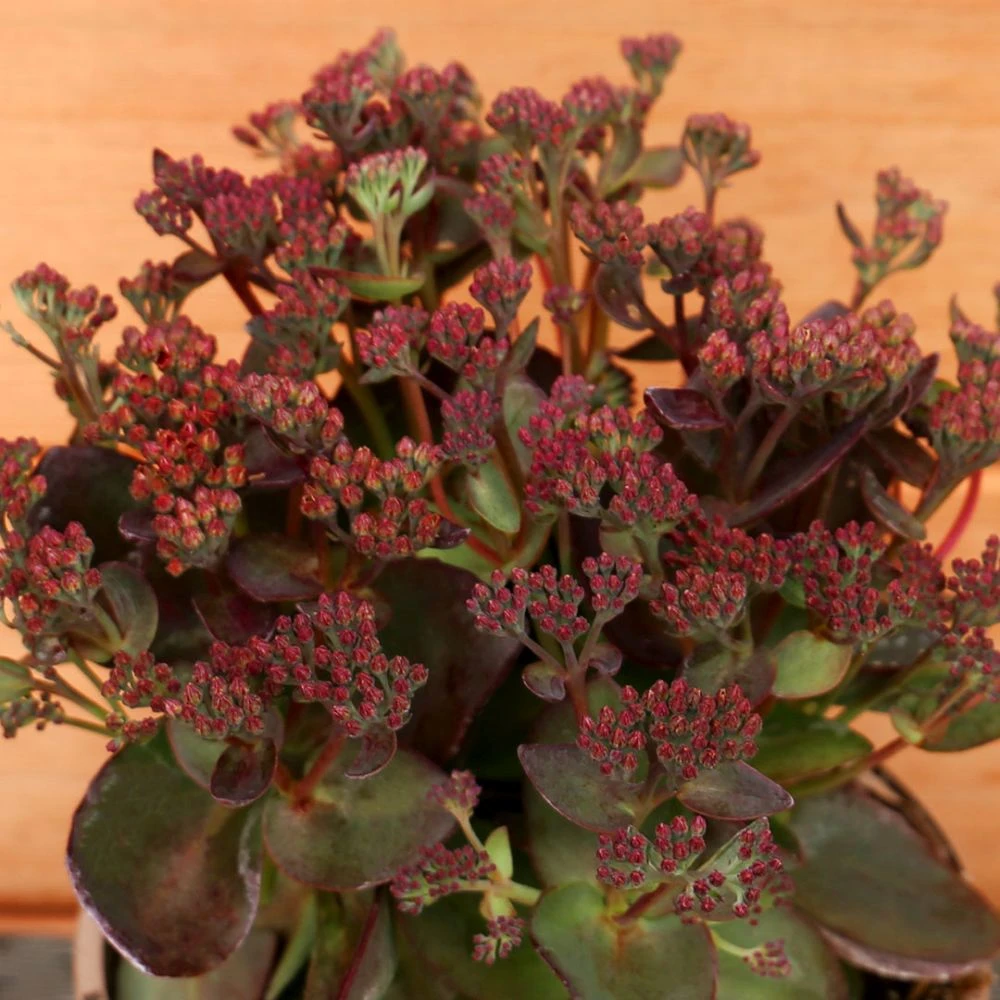 Sedum Telephium 'Conga Line' 2 Litre 1 Sedum Telephium 'Conga Line' 2 Litre
