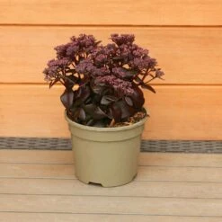 Sedum Telephium 'Dark Magic' 2 Litre -Greeny Sales 1023274120 20Sedum20Dark20Magic 5019801016689 IMG 7905