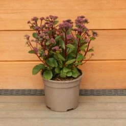 Sedum Telephium 'Double Martini' 2 Litre 5 Sedum Telephium 'Double Martini' 2 Litre -Greeny Sales 1023274320 20Sedum20Double20Martinii 5019801016740 IMG 7921