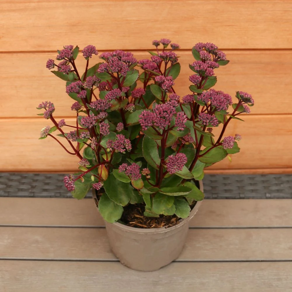 Sedum Telephium 'Double Martini' 2 Litre 2 Sedum Telephium 'Double Martini' 2 Litre - Image 2