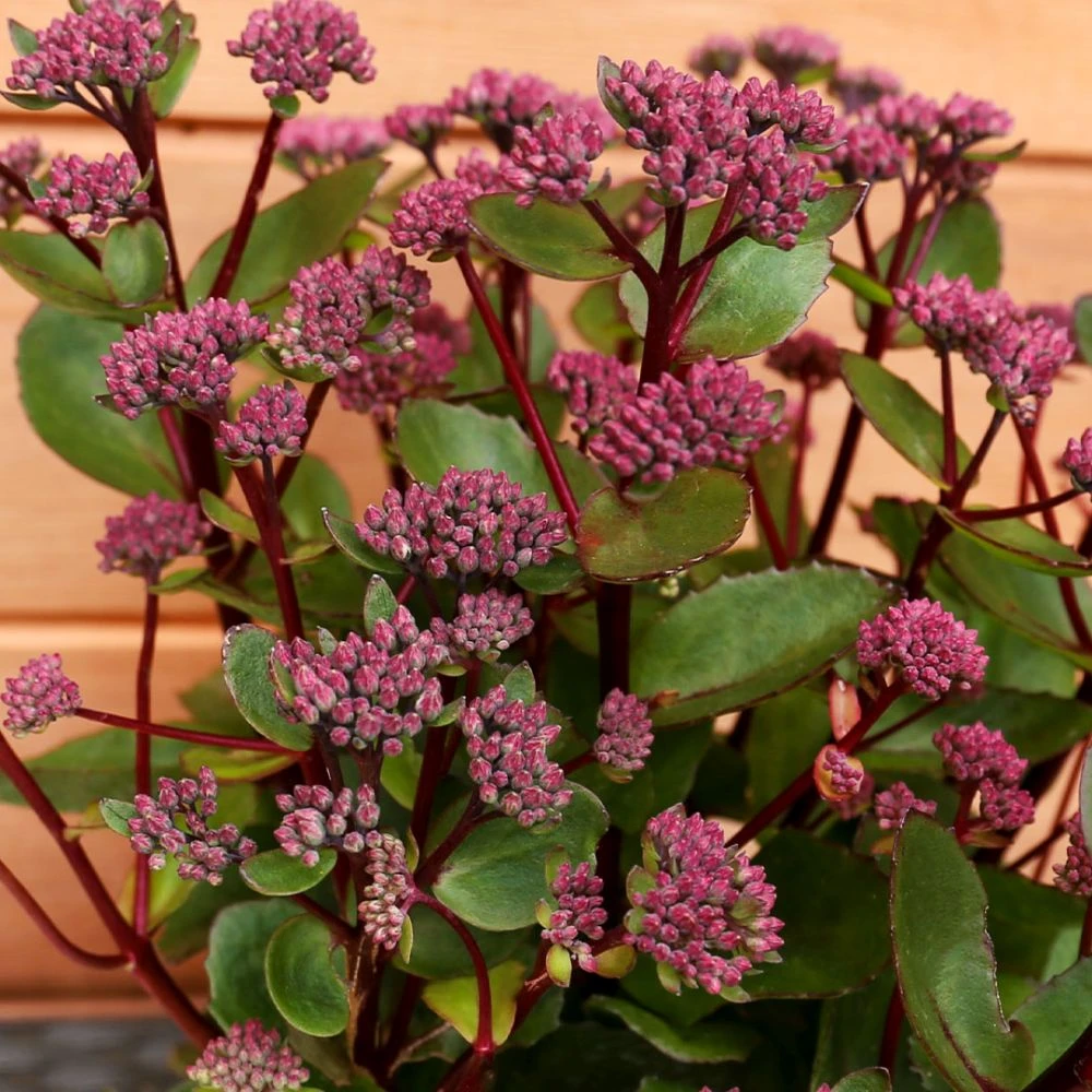 Sedum Telephium 'Double Martini' 2 Litre 1 Sedum Telephium 'Double Martini' 2 Litre