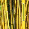 Phyllostachys Spectabilis 80cm To 100cm