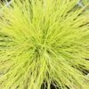 Festuca Glauca 'Amigold' 2 Litre