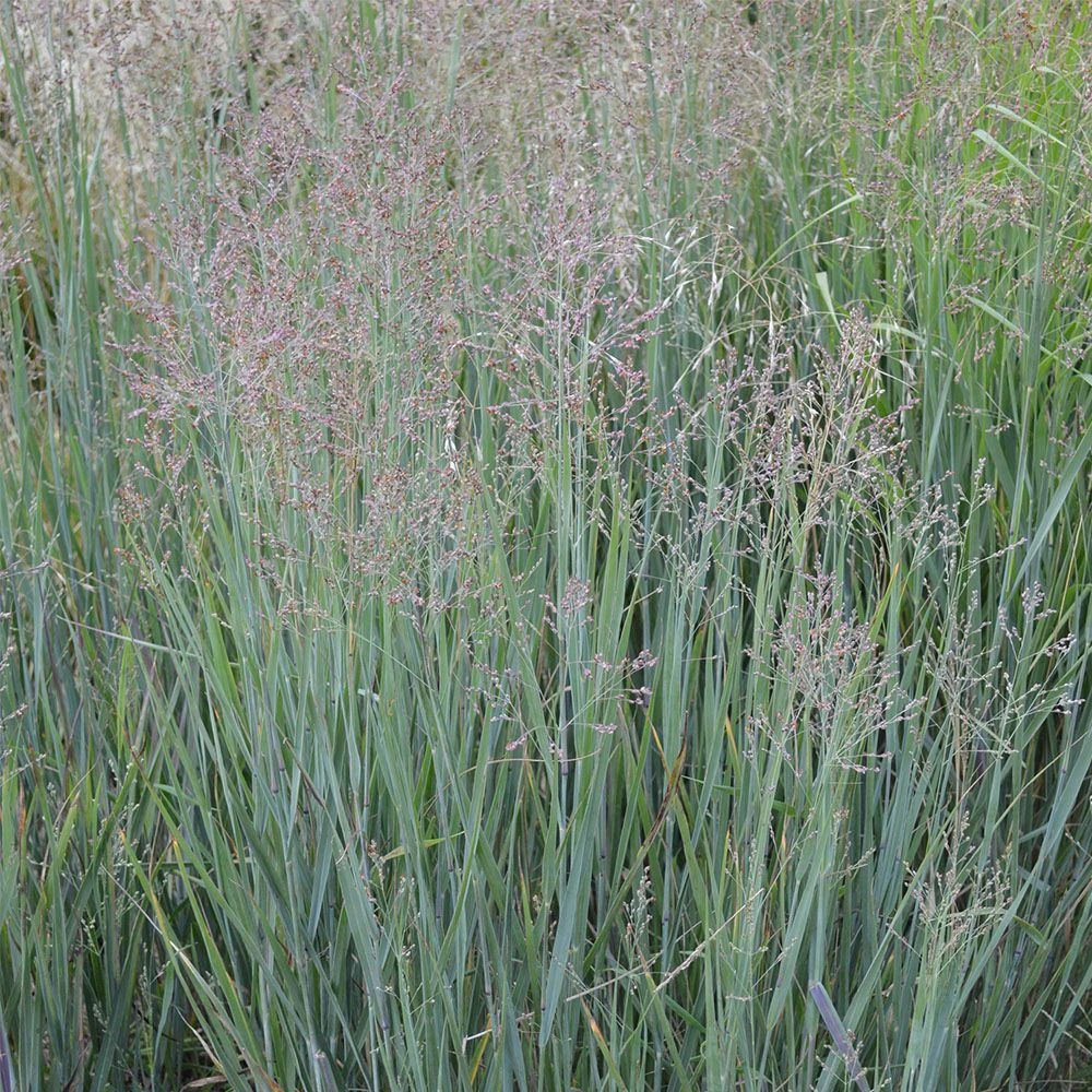 Panicum Virgatum 'Heavy Metal' 5 Litre 1 Panicum Virgatum 'Heavy Metal' 5 Litre