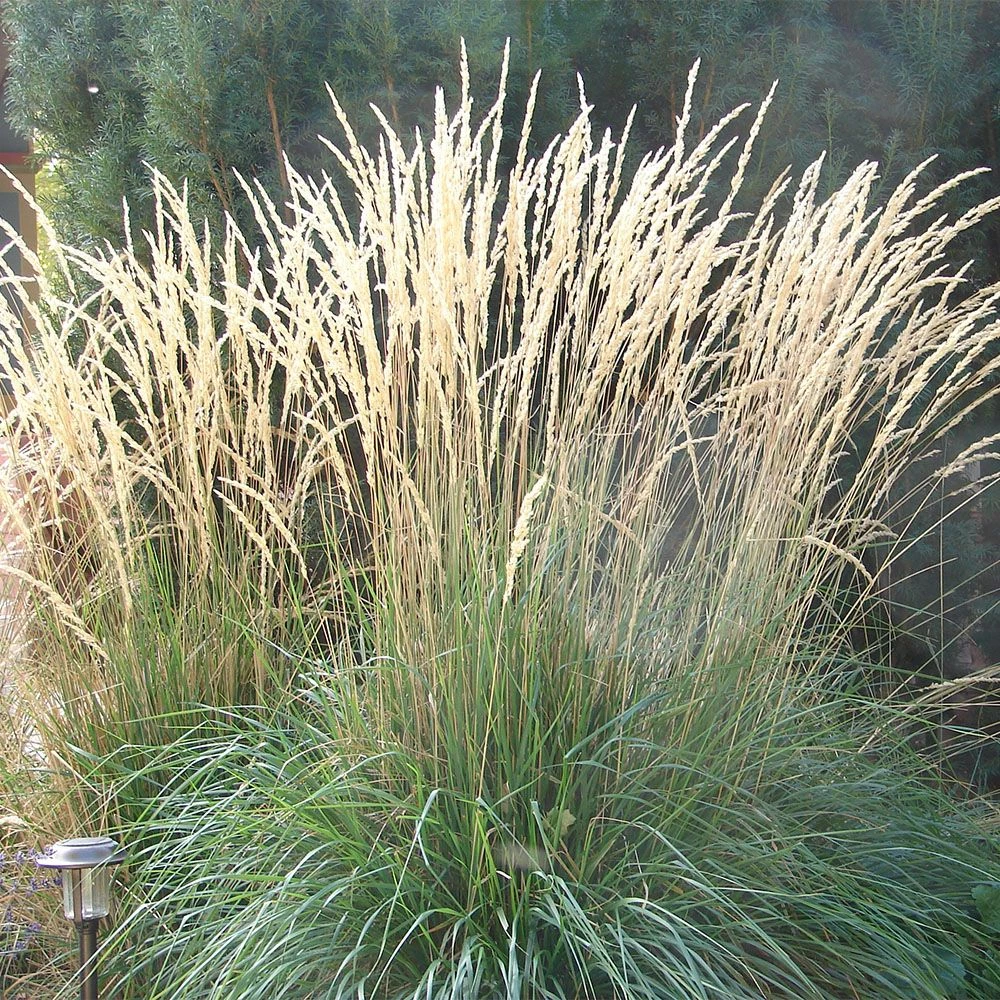 Calamagrostis Acutiflora 'Waldenbuch' 3 Litre 1 Calamagrostis Acutiflora 'Waldenbuch' 3 Litre