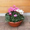 Cyclamen Bowl Harmony Mix 33cm