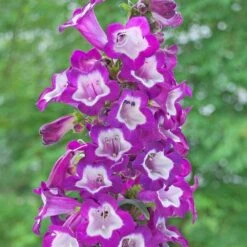 Penstemon Collection 3 Litre 5 Penstemon Collection 3 Litre -Greeny Sales 1024680320 20Penstemon20Cha20Cha20collection 320SS