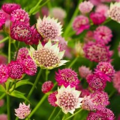 Astrantia Collection 3 Litre