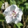 Hibiscus Syriacus 'Starburst Chiffon' 4.5 Litre