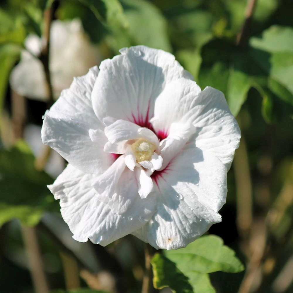Hibiscus Syriacus 'Starburst Chiffon' 4.5 Litre 1 Hibiscus Syriacus 'Starburst Chiffon' 4.5 Litre