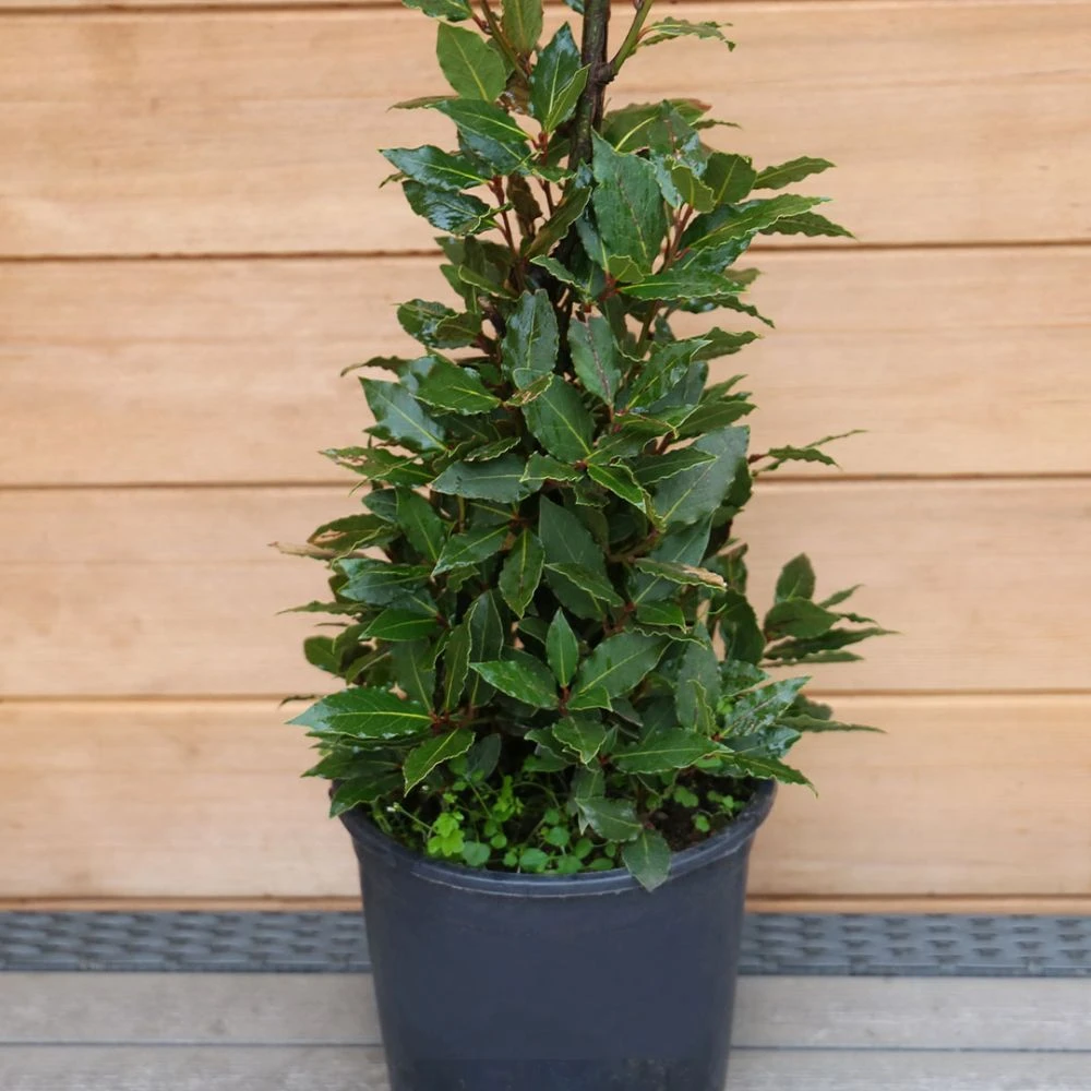 Laurus Nobilis (Bay Tree) Pyramid 80cm 2 Laurus Nobilis (Bay Tree) Pyramid 80cm - Image 2