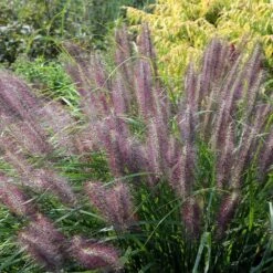 Pennisetum 'Red Head' 5 Litre