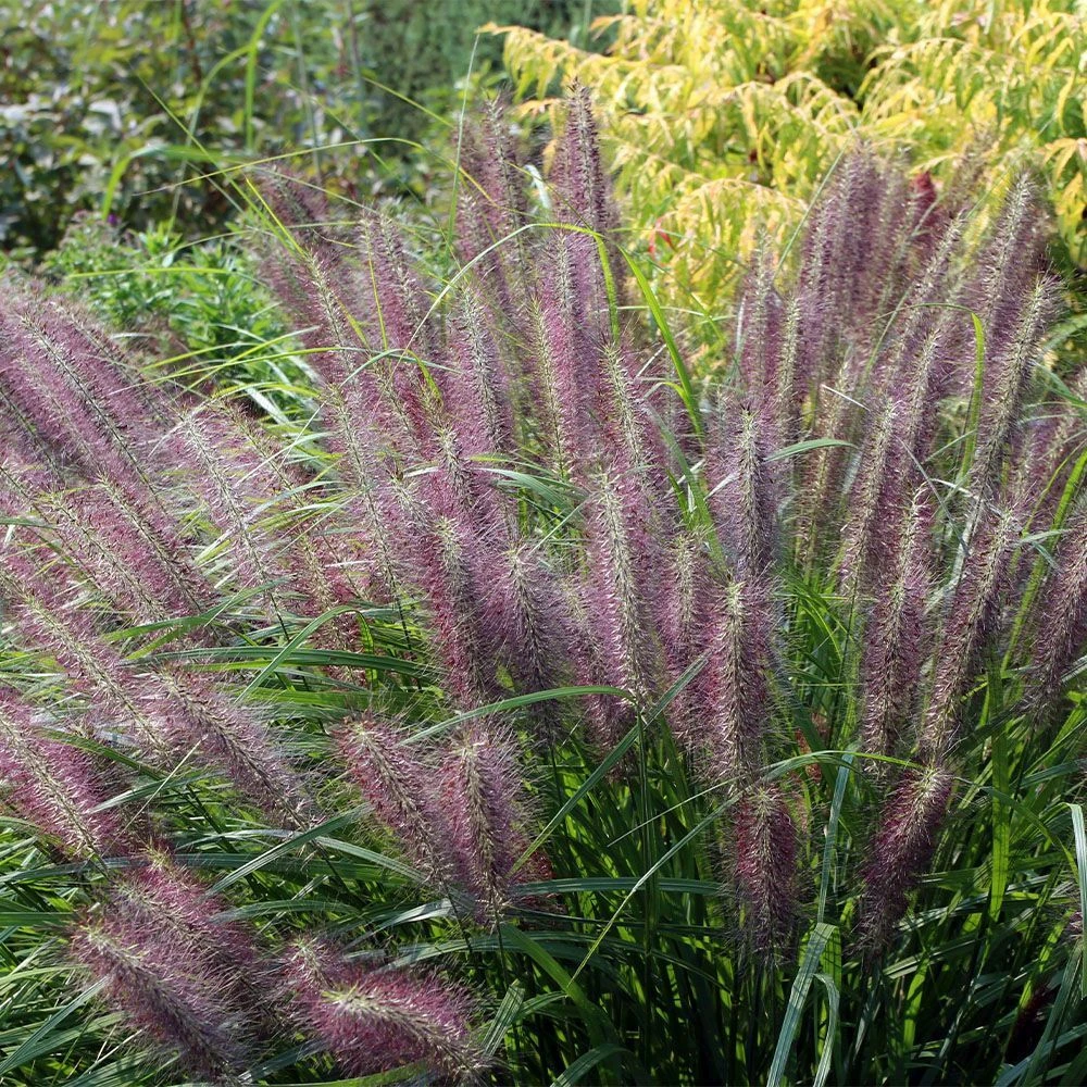 Pennisetum 'Red Head' 5 Litre 1 Pennisetum 'Red Head' 5 Litre