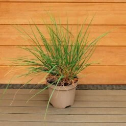 Front Page 17 Front Page -Greeny Sales 1025825020 20Sesleria20Summer20Skies 5024868231555 IMG 6677