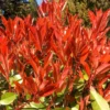 Photinia 'Carré Rouge' 2.5 Litre