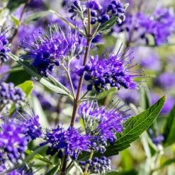 Caryopteris Clandonensis 'Heavenly Blue' 4.5 Litre