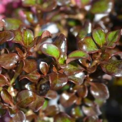 Coprosma 'Purple Haze' 4.5 Litre