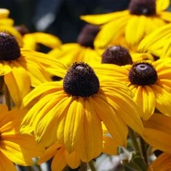 Rudbeckia Fulgida 'Goldsturm' 3 Litre