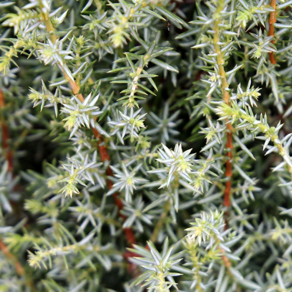 Juniperus Communis 'Compressa' 4.5 Litre 1 Juniperus Communis 'Compressa' 4.5 Litre