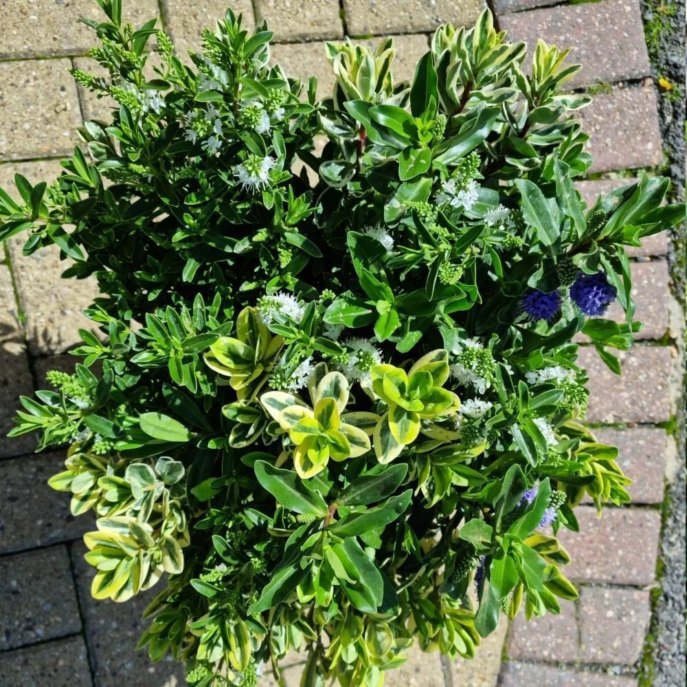 Hebe Quattro 5 Litre 2 Hebe Quattro 5 Litre - Image 2