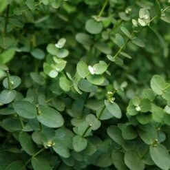 Eucalyptus Gunnii 16cm