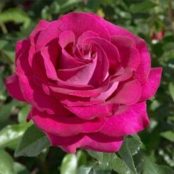 Patio Climbing Rose Mixed 5 Litre -Greeny Sales 10273713 Meizolnil BELLES RIVES
