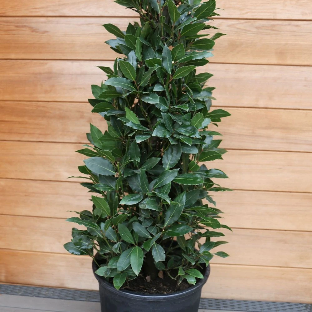 Laurus Nobilis (Bay Tree) Pyramid 150cm 2 Laurus Nobilis (Bay Tree) Pyramid 150cm - Image 2