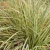 Carex Oshimensis 'Evergold' 3 Litre