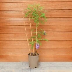 Wisteria Amethyst Falls Trellis -Greeny Sales 10289916 Wisteria20Amethyst20Falls 5061004180117 IMG206399