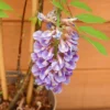 Wisteria Amethyst Falls Trellis