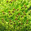Euphorbia 'Martini' 3 Litre