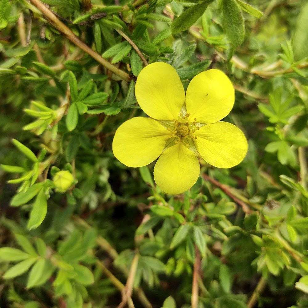 Potentilla 'Bella Lindsey' 4.5 Litre 1 Potentilla 'Bella Lindsey' 4.5 Litre