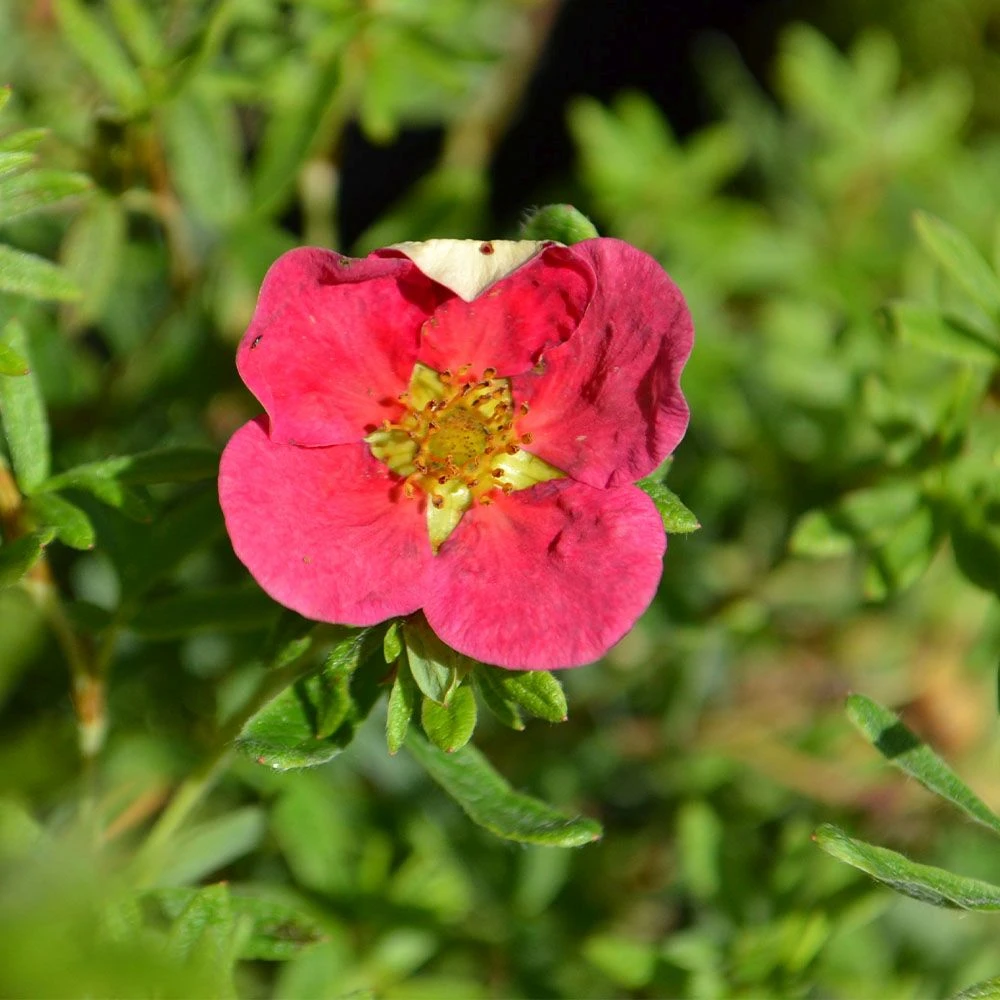 Potentilla 'Danny Boy' 4.5 Litre 1 Potentilla 'Danny Boy' 4.5 Litre