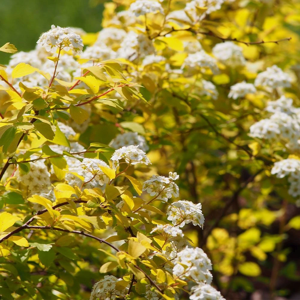 Spiraea 'White Gold' 4.5 Litre 1 Spiraea 'White Gold' 4.5 Litre