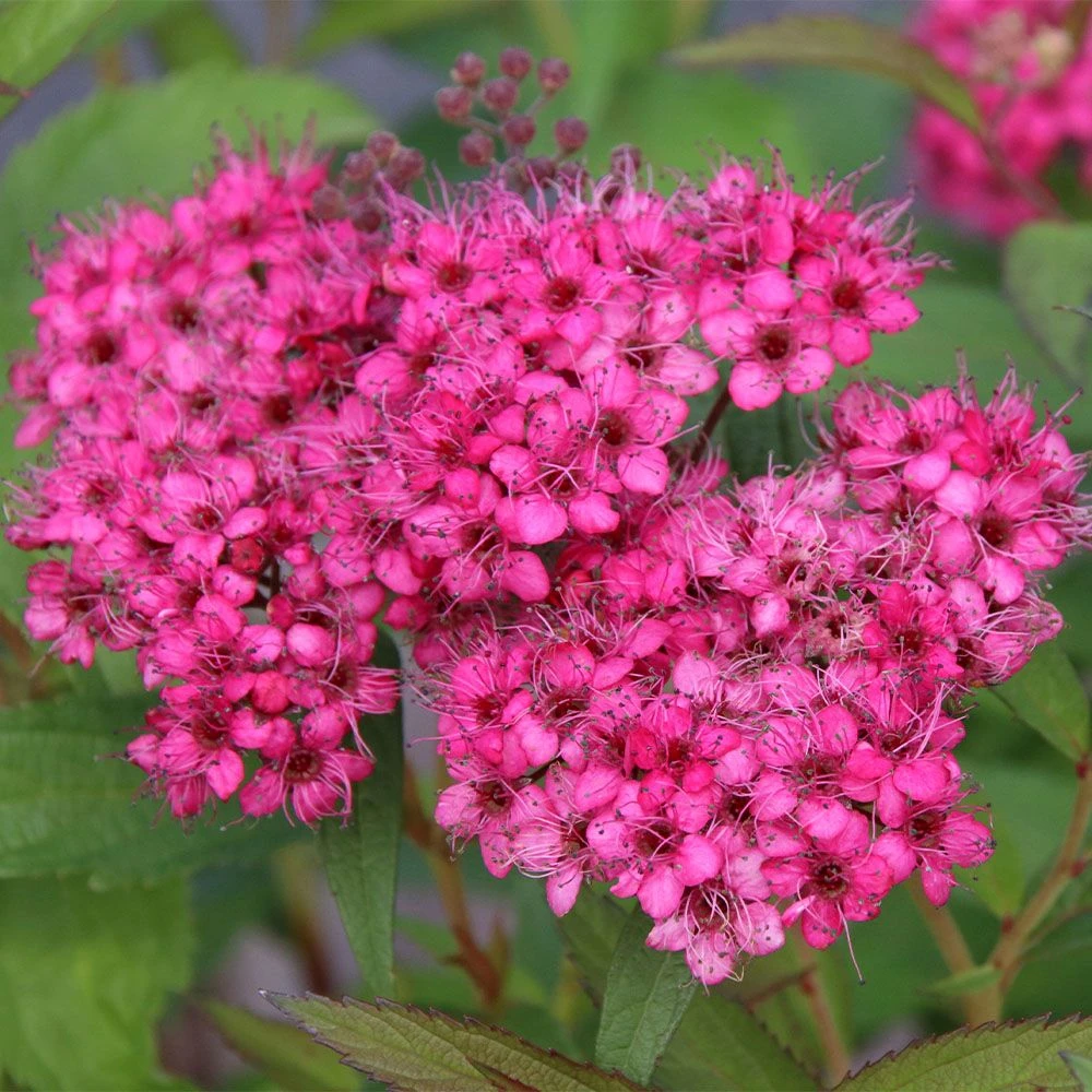 Spiraea 'Neon Flash' 4.5 Litre 1 Spiraea 'Neon Flash' 4.5 Litre