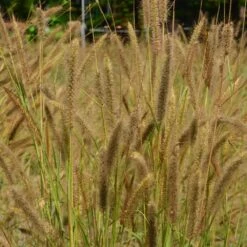 Pennisetum 'Hameln Gold' 3 Litre